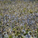 White cotton growing in a field, illustrating India's cotton supply and textile industry.