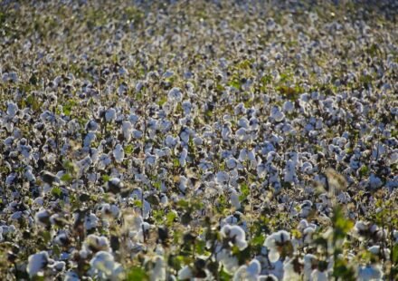 White cotton growing in a field, illustrating India's cotton supply and textile industry.