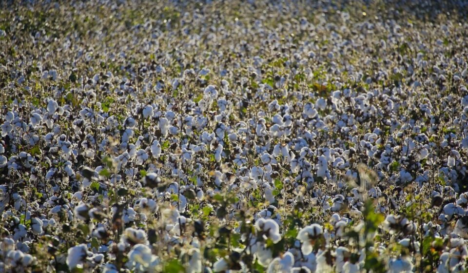 White cotton growing in a field, illustrating India's cotton supply and textile industry.