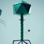 Scientific illustration of bacteriophage viruses relevant to research into antibiotic-resistant bacterial infections.