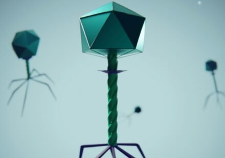 Scientific illustration of bacteriophage viruses relevant to research into antibiotic-resistant bacterial infections.